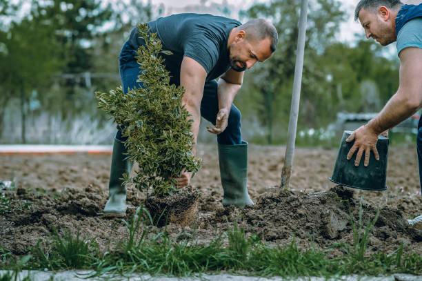 Best Leaf Removal  in New Mford, IL