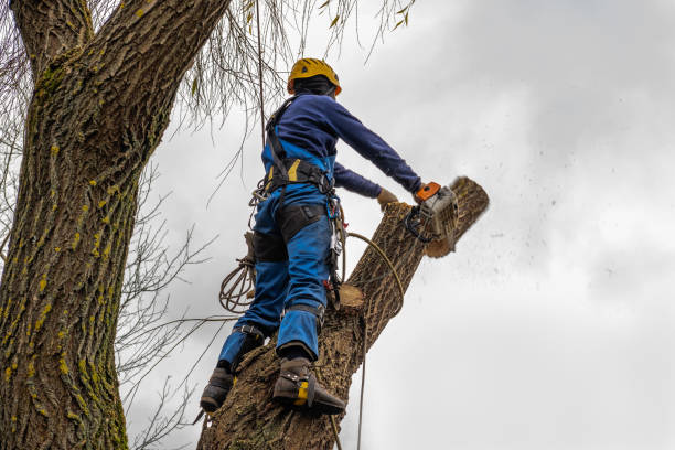 Best Tree Preservation Services  in New Mford, IL