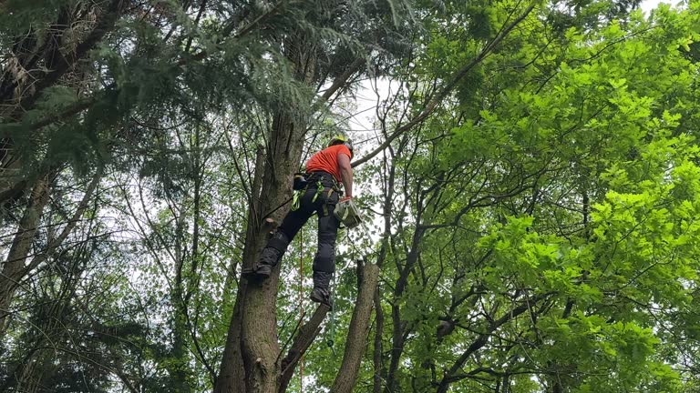 Best Tree Trimming and Pruning  in New Mford, IL