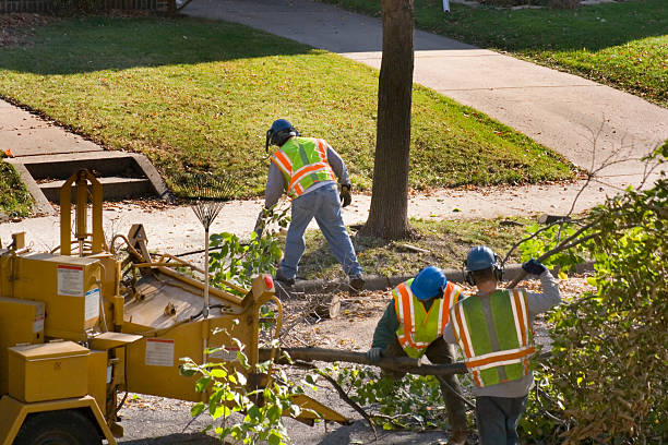 Best Fruit Tree Pruning  in New Mford, IL