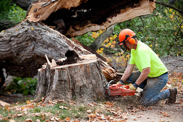 Best Hazardous Tree Removal  in New Mford, IL